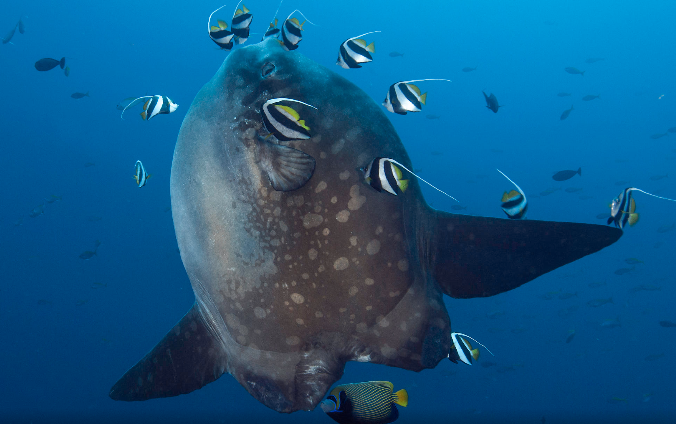 我是个温顺大块头翻车鱼(mola mola)身体又圆又扁,像一个巨大的盘子