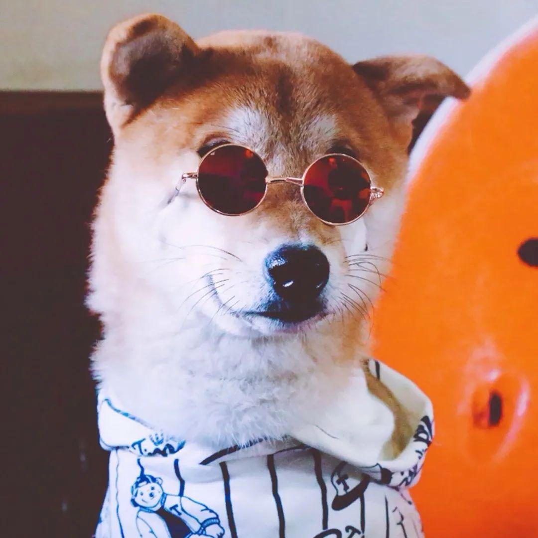 7组柴犬超可爱的壁纸背景图