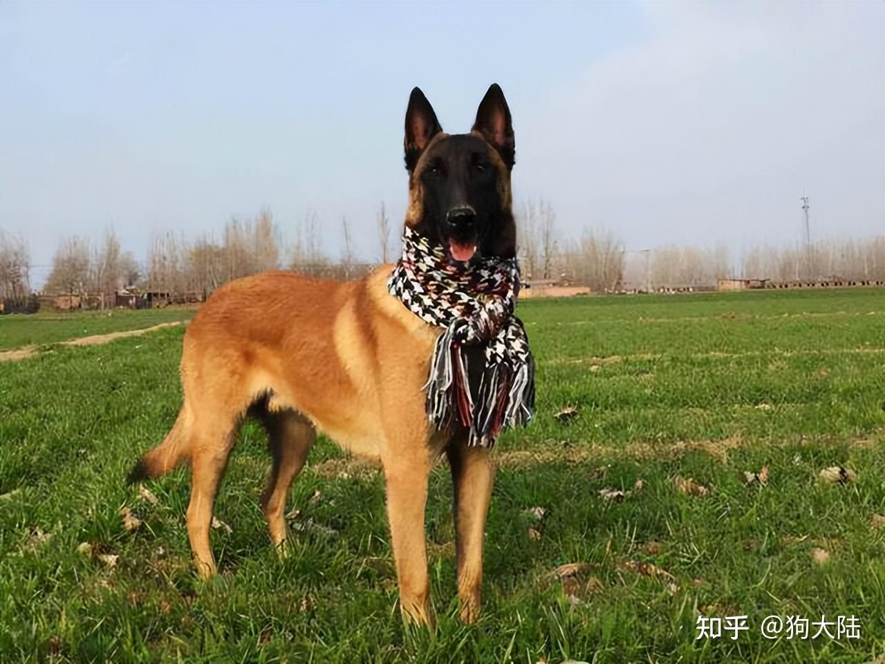 为什么越来越多人养“马犬”?这些优点,很难不爱