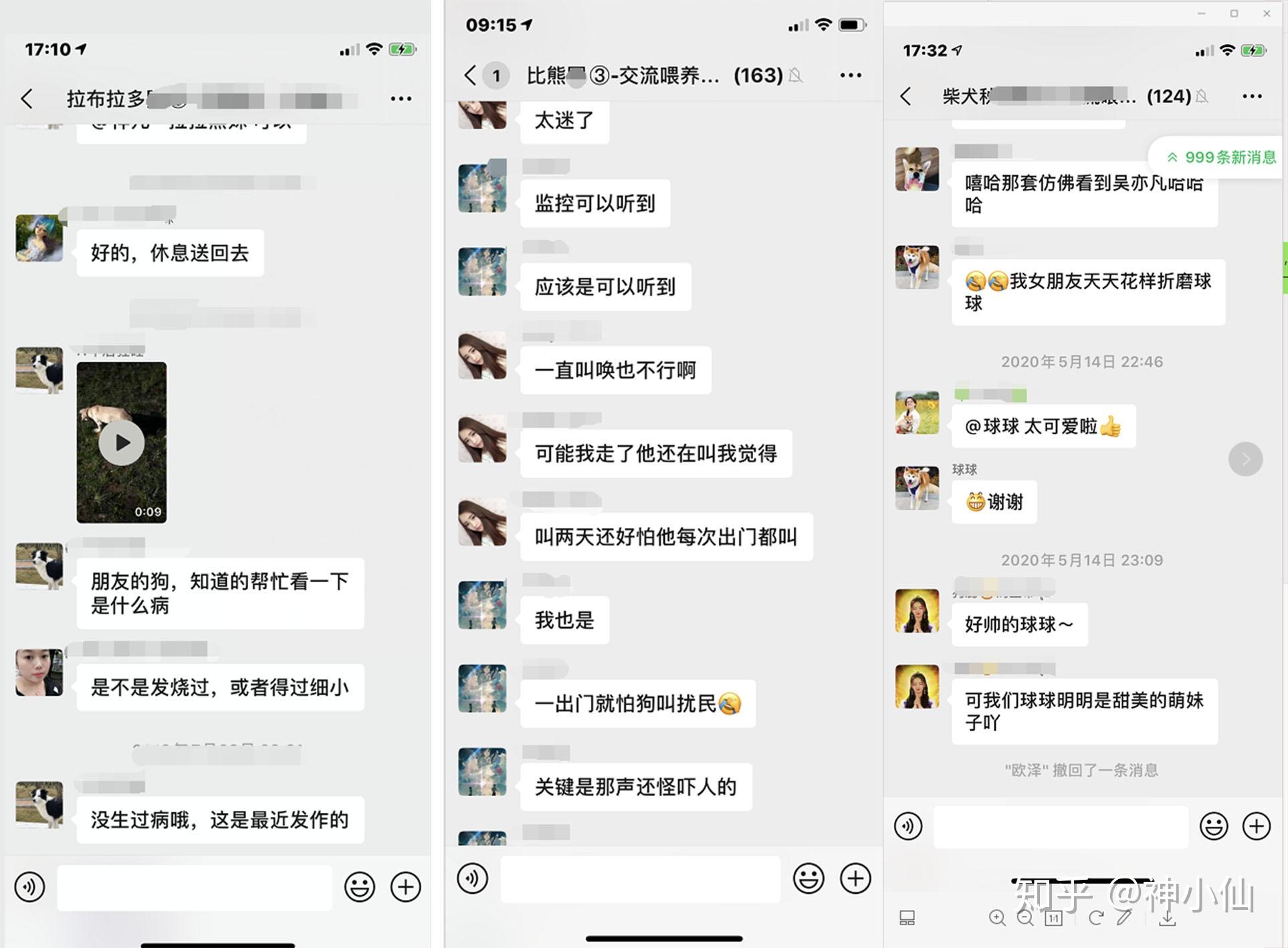 狗狗交流群欢迎新手铲屎官