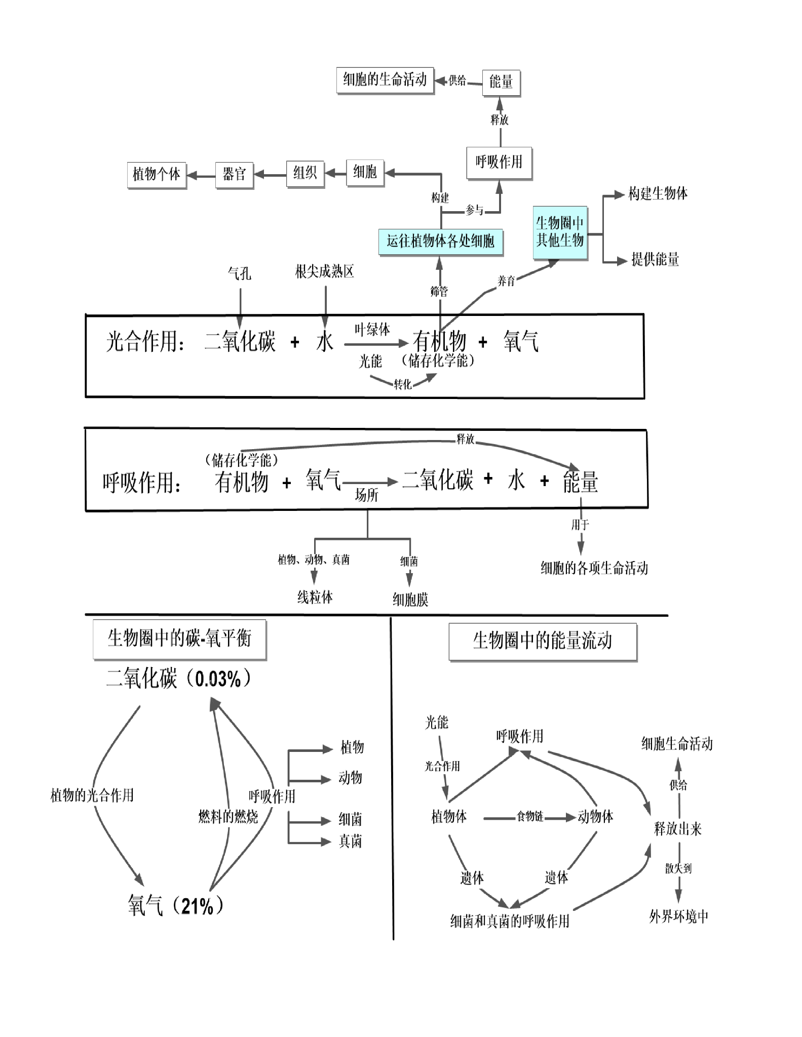 初中生物初一生物七年级上册生物知识点概念图第十二板块