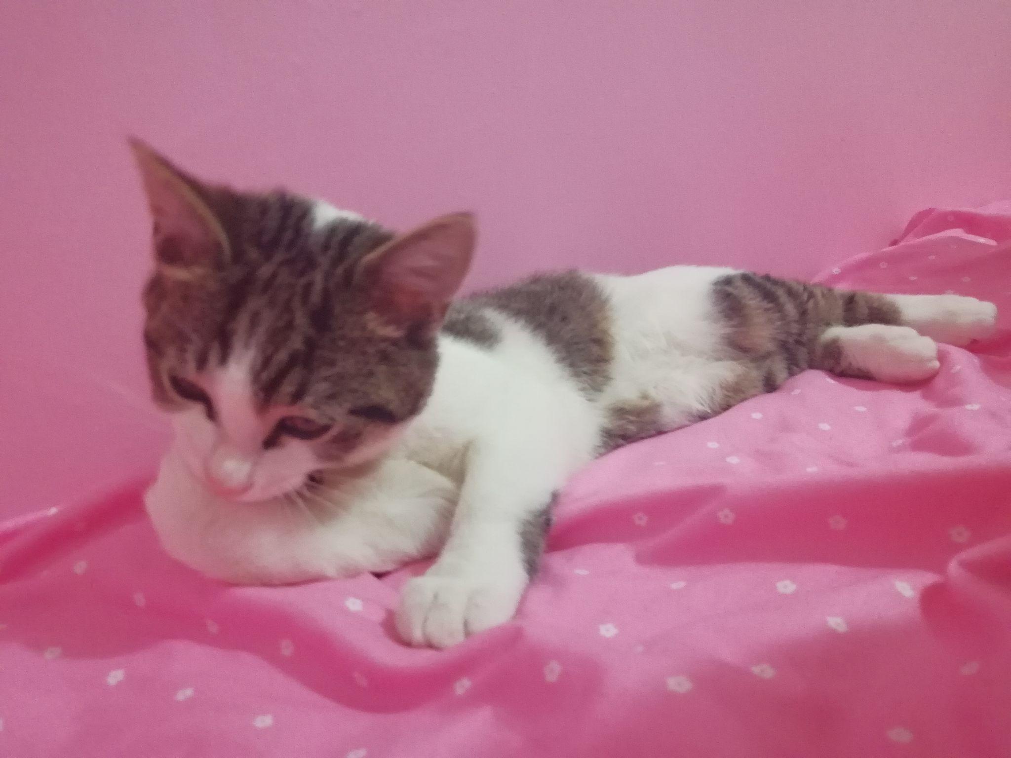 为什么总感觉猫在思考猫生?它们在想什么? - 知