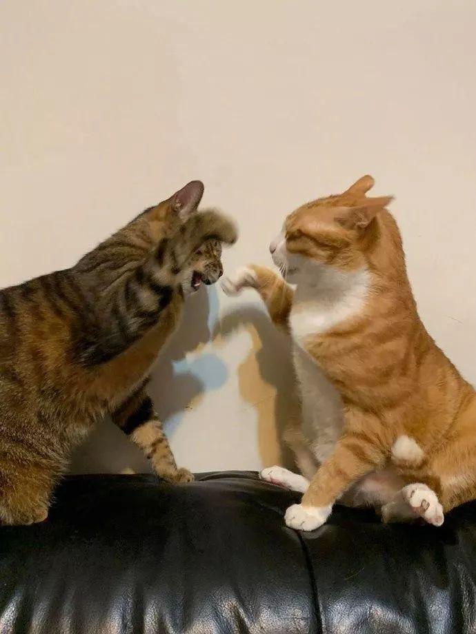 橘猫经常欺负小猫咪结果小猫咪长大后吓得它都不敢动了