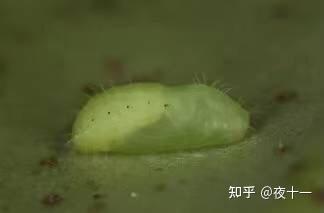 多肉植物虫害症状及防治方法介绍 知乎