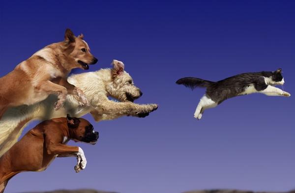 为什么狗狗看见猫就狂追原因很简单就5点