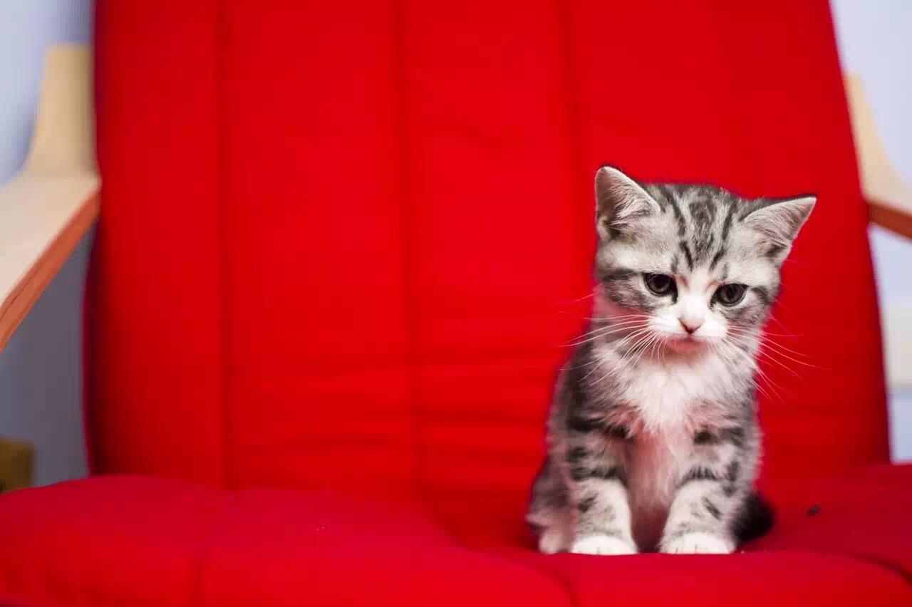 v2-e00f21a17d39bce4803f0b93dba79680_r.jpg