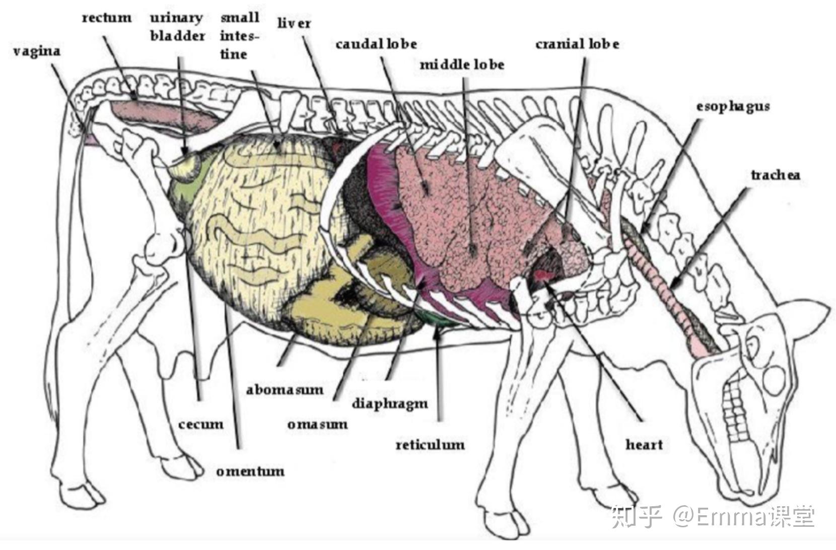 牛肝脏 liver of cattle