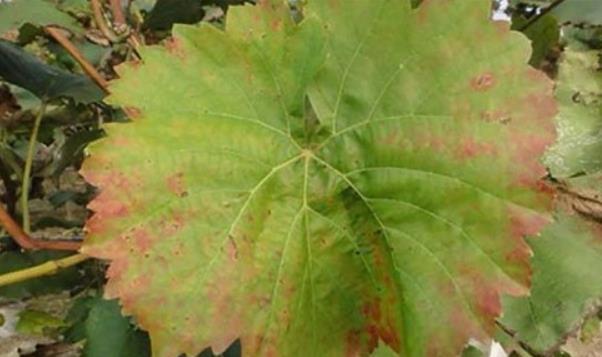 葡萄缺磷有哪些症状农户们该如何解决精细防治提升葡萄品质