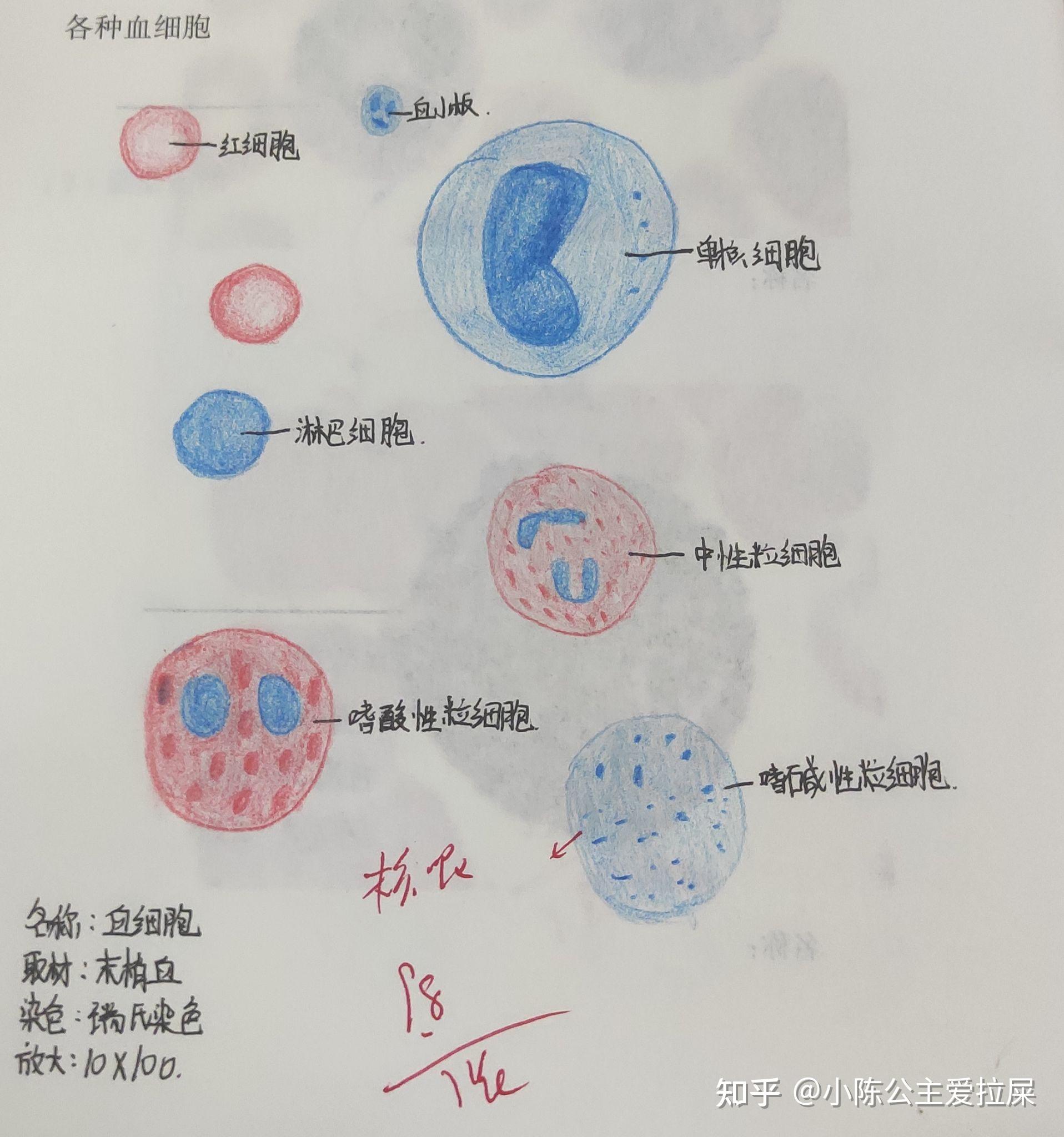 组胚红蓝铅笔绘图
