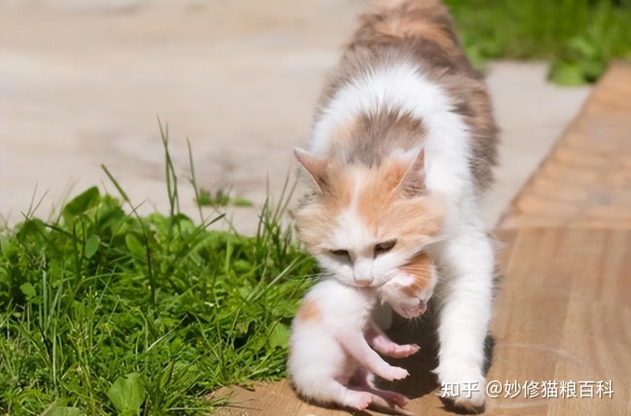 猫妈生了一只小奶猫，和它当年一模一样，网友：萌翻了_妈妈