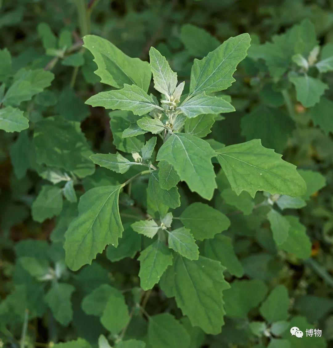 藜麦有几个近亲——藜,灰绿藜,地肤等等,在我国可以说没人没见过,用