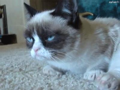猫咪老是泪流不止 放下你的内心戏吧 这多半是病了 知乎