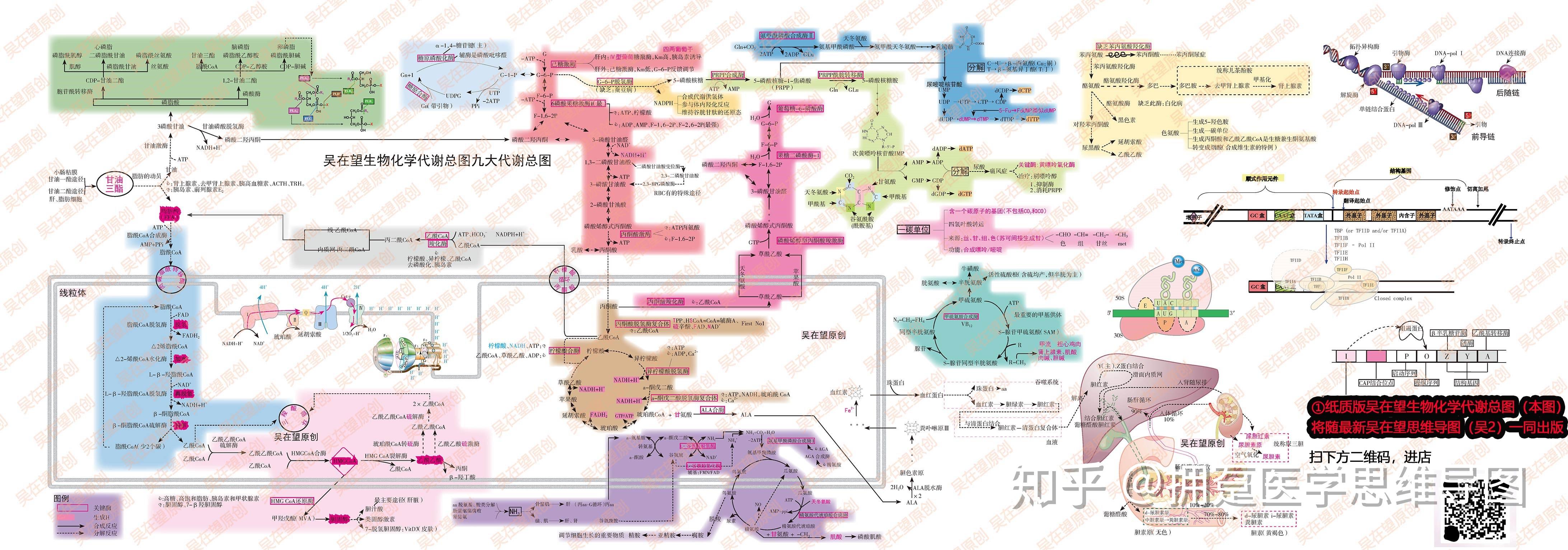 生物化学物质代谢传导通路图 - 知乎