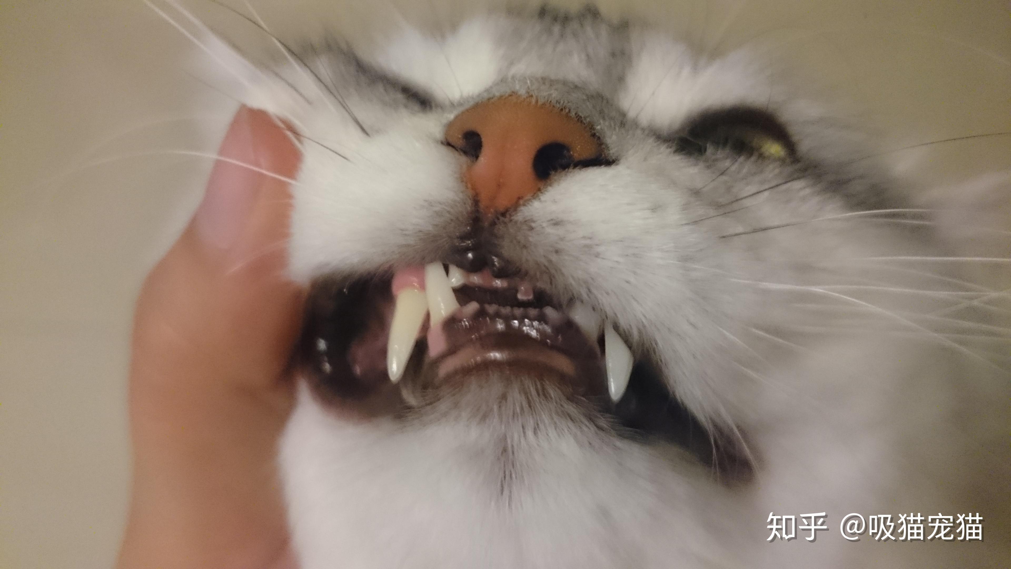 你知道如何从猫咪的牙齿看出它的年龄吗？_犬齿