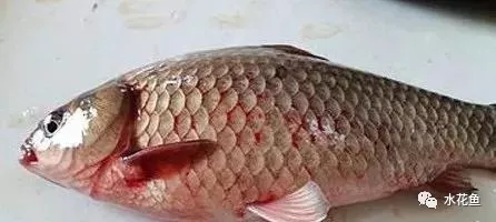 鲫鱼出血型暴发性鱼病鲫鱼暴发性出血病的治疗鲫鱼鳃出血大红鳃病以及