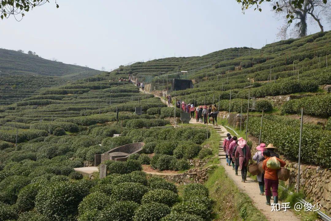 比邻龙井村的翁家山也是杭州知名的茶叶产地,这是西湖龙井一级保护区