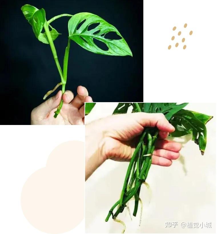 100种观叶植物 | No.5 龟背竹养护攻略 - 知乎