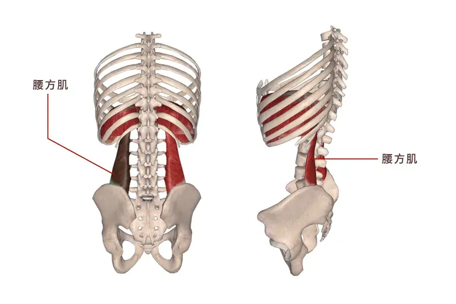 腰方肌解剖图图片