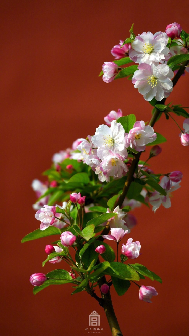 人间四月芳菲尽,故宫海棠始盛开!附:最全故宫旅游路线 赏花地! - 知乎