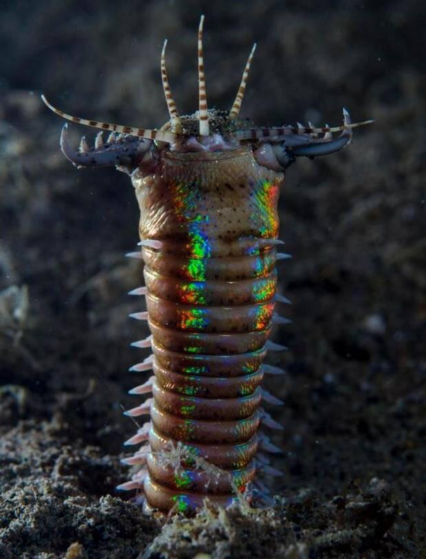 它长这样—它叫bobbit worm,中文叫博比特虫.
