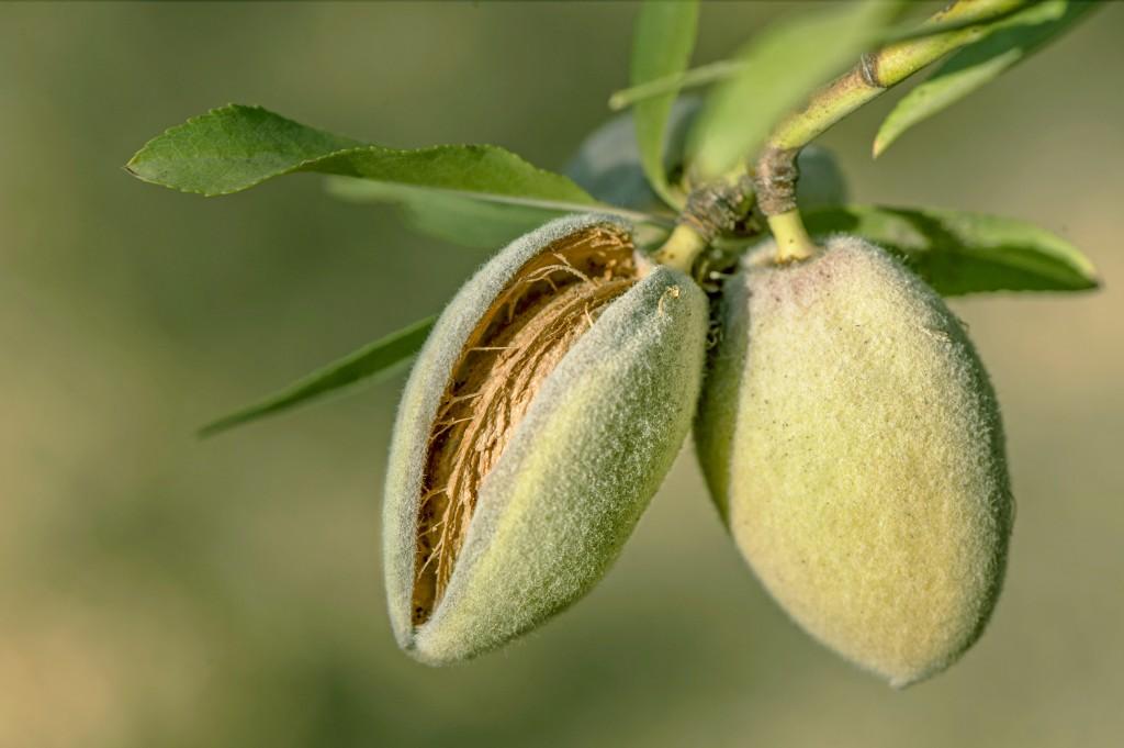 新疆巴旦木的前世今生 - 知乎