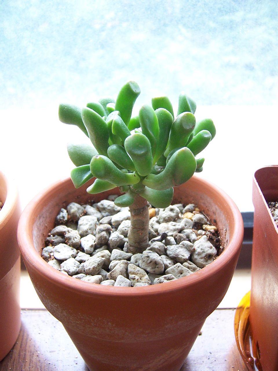 fourty筒叶花月景天科青锁龙属