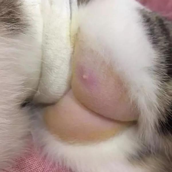 网友家的猫去做绝育把肚子毛剃了可剃毛之后惊现两坨