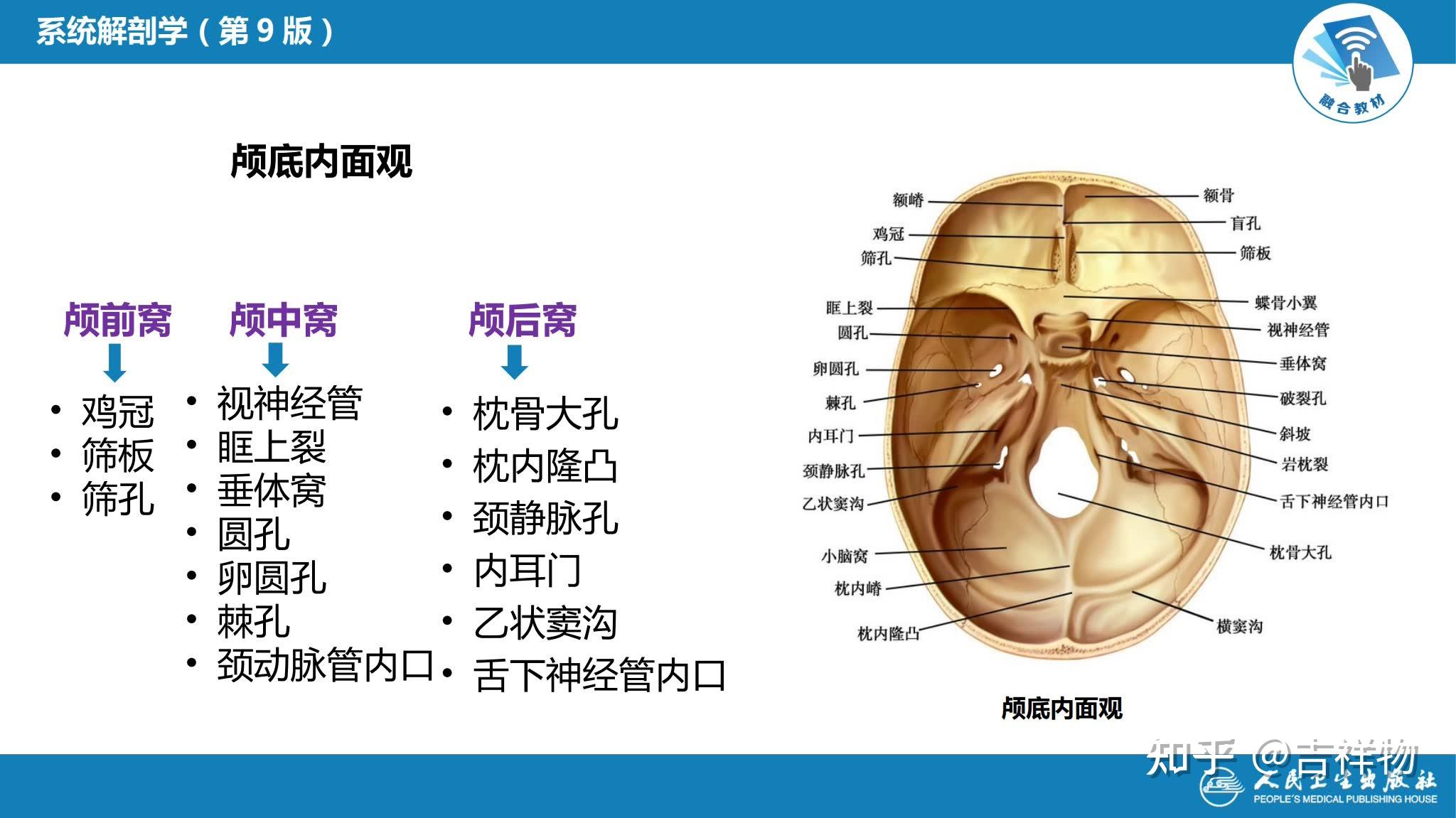 系统解剖学笔记1-颅骨 - 知乎