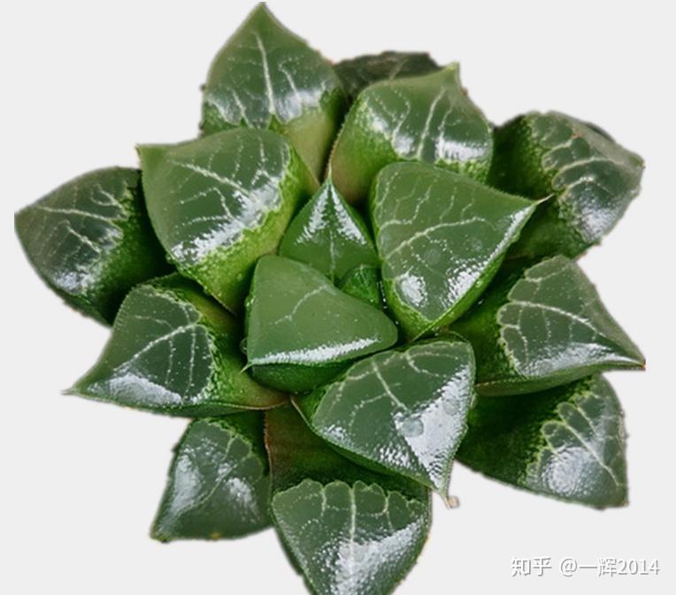 纹路多变的贝叶寿