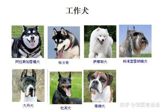 犬品种你知多少？ - 知乎