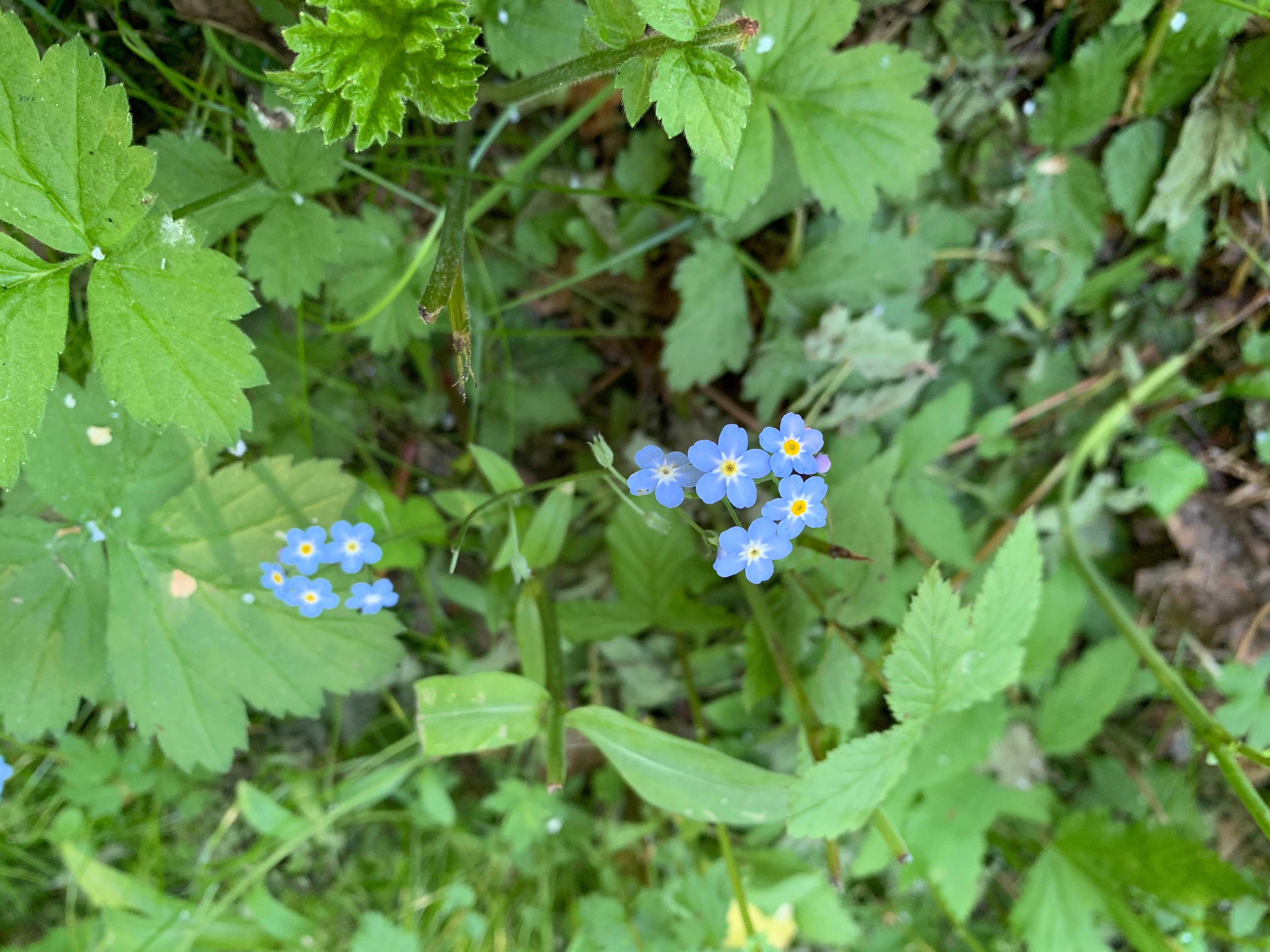 沼泽勿忘草 知乎