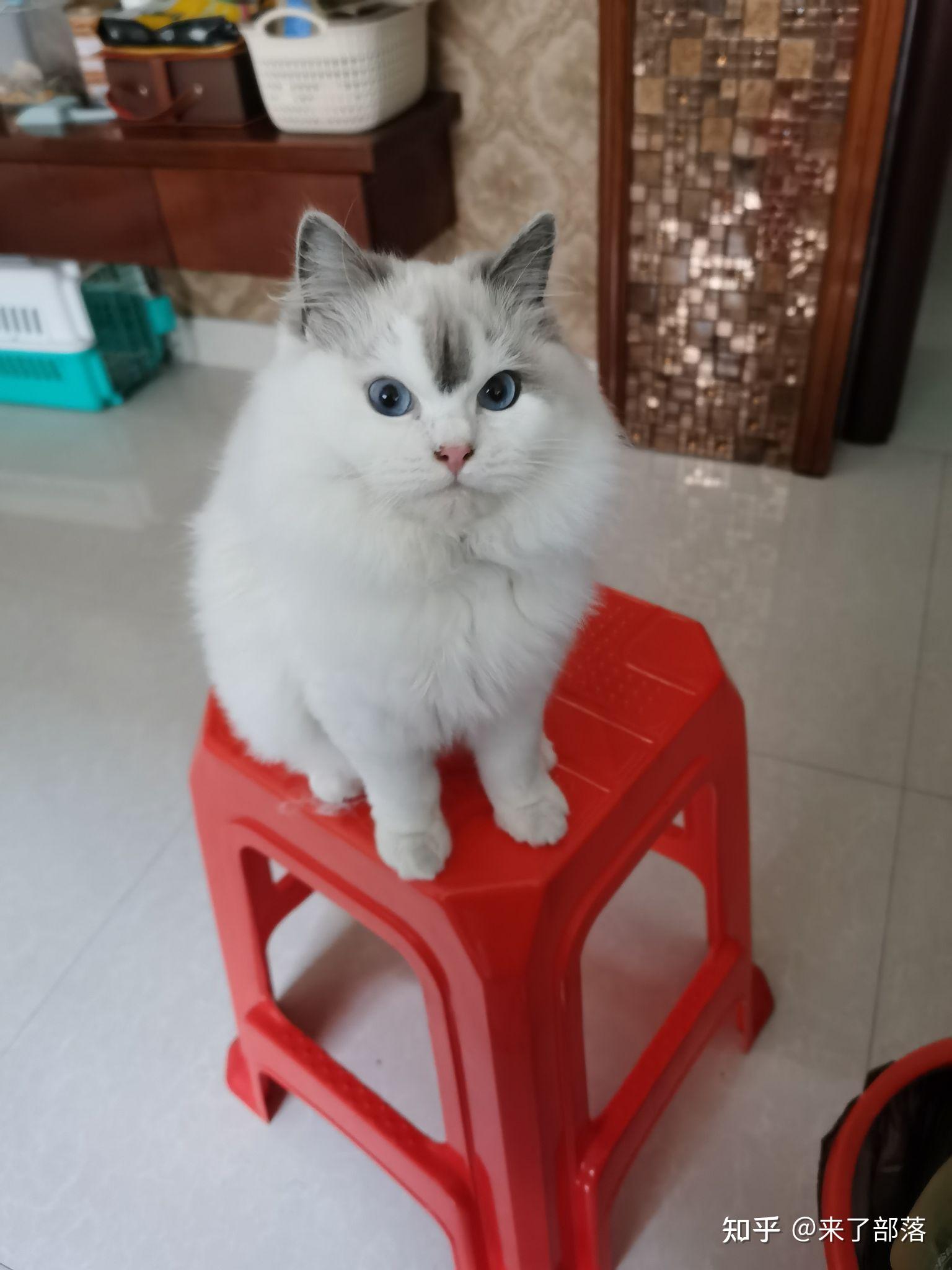 万能的网友们能帮我看看我家布偶的品相好不好嘛