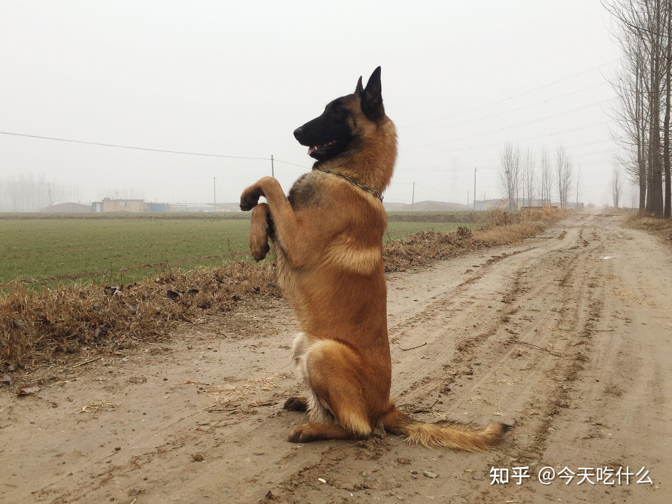 为何近几年马犬那么多人养?宠主:优点太多了! - 知乎