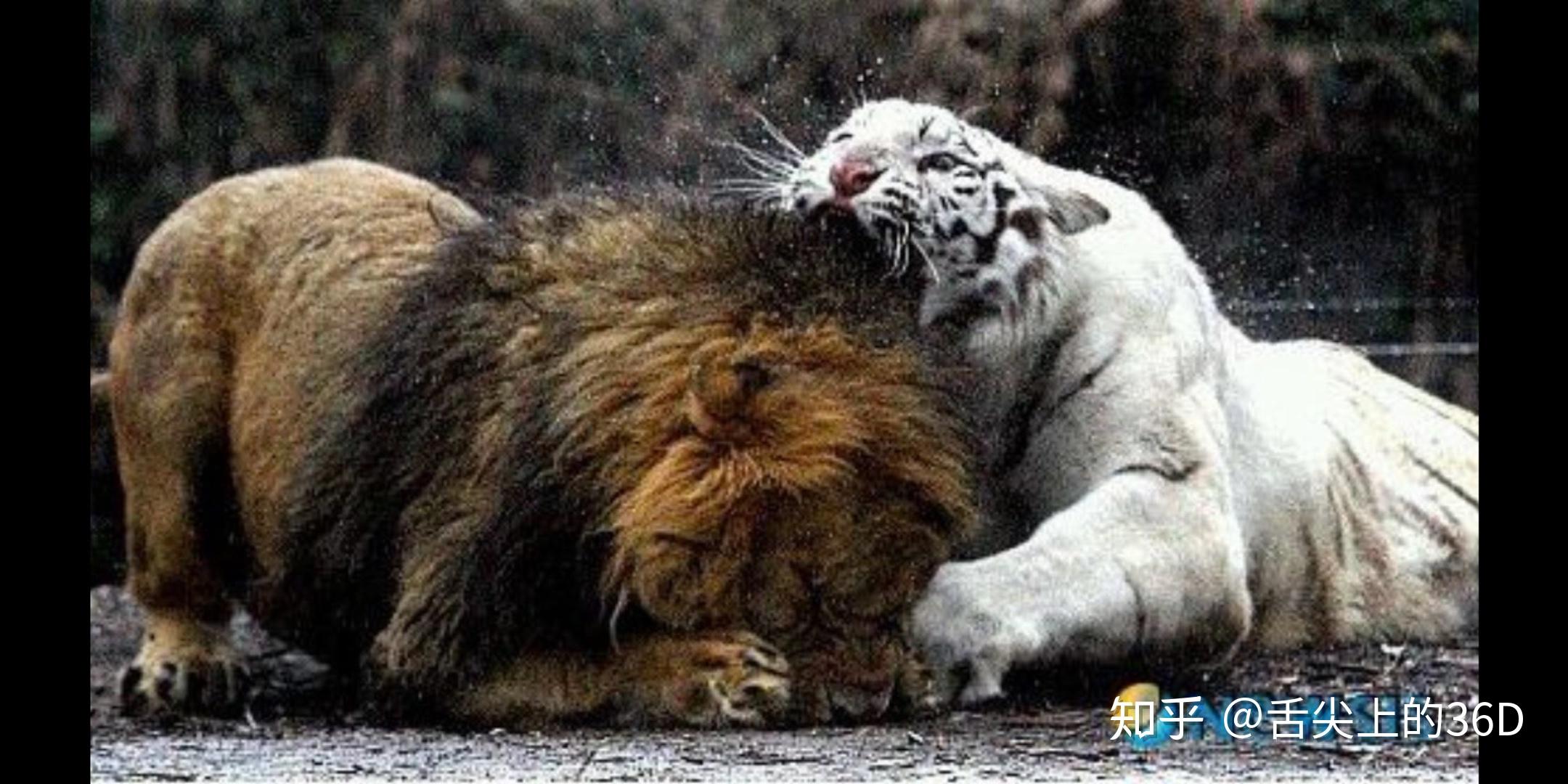 狮子跟老虎打起来谁先倒下