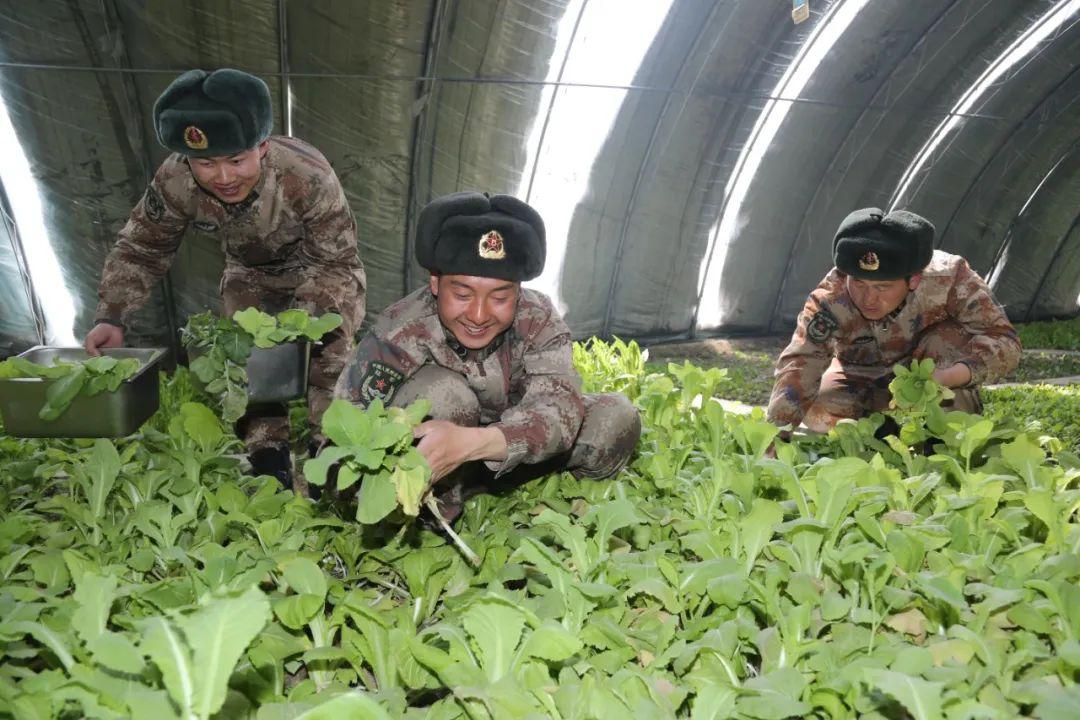 奇迹白雪皑皑的红其拉甫边防连蔬菜大丰收