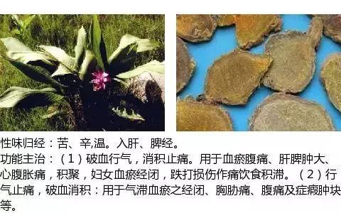 500余种中草药图  第310张