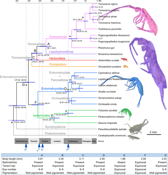 systematicbiology南京農業大學揭示土壤動物代表類群彈尾蟲從地上生