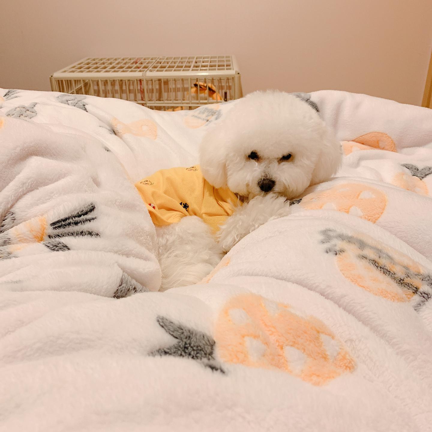 养好比熊 别忘了最基本的狗粮 知乎 养好比熊 别忘了最基本的狗粮 知乎