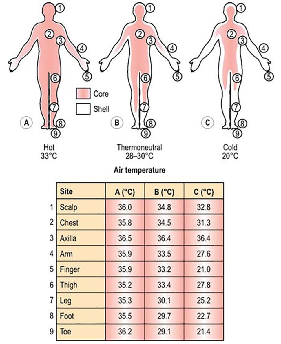 正常人体体表的分布情况是 头面部