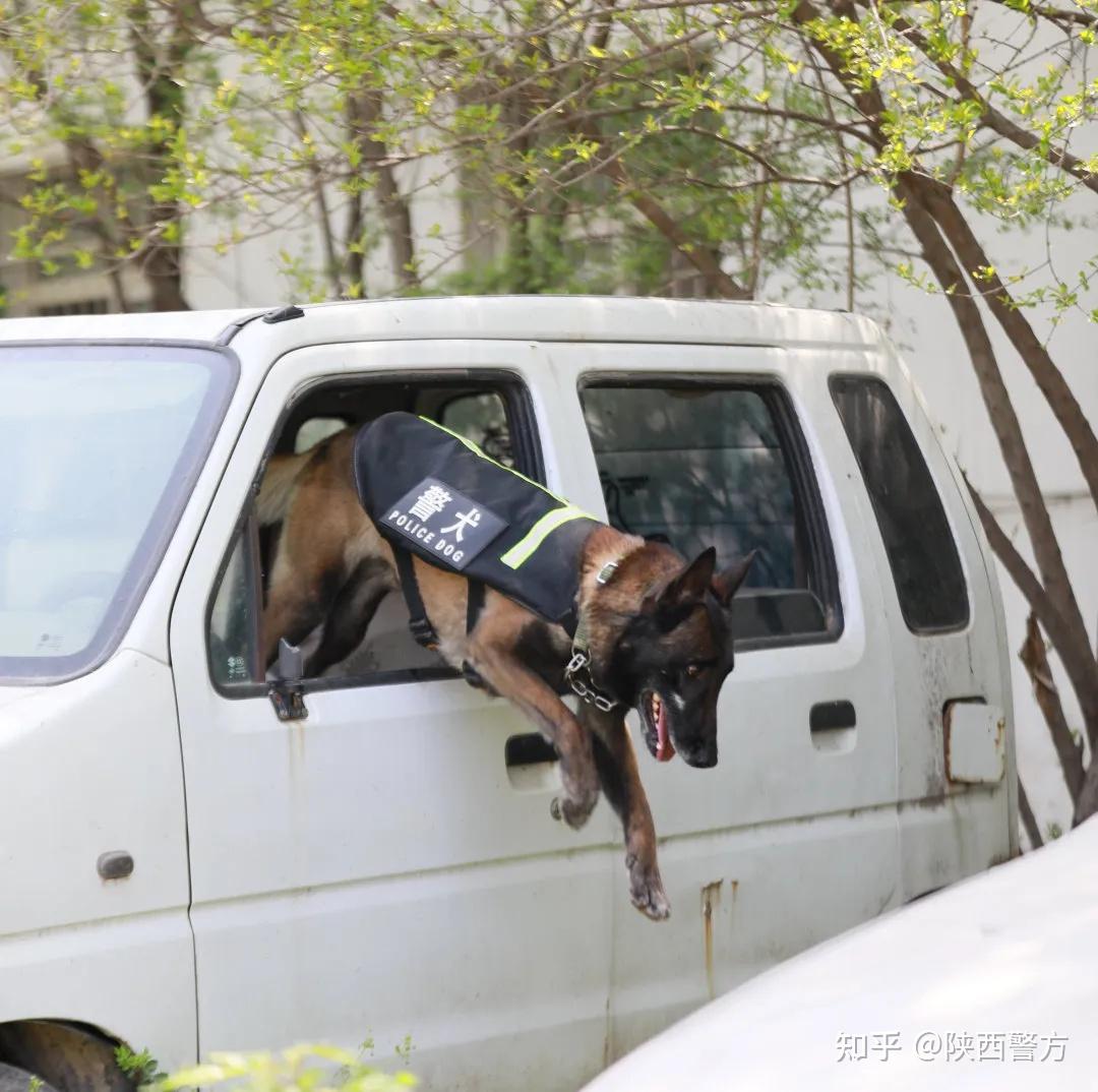 这也让训犬员贠鹏程颇为自豪一口气跑完所有障碍却当仁不让虽已8岁