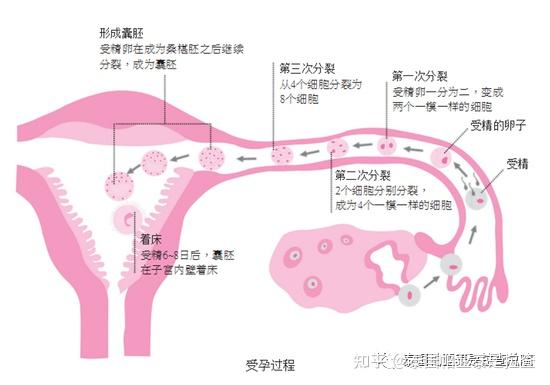 胚胎着床：开启母性之门的生命旅程 - 知乎
