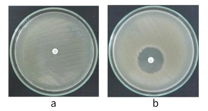 抑菌试验 - 知乎