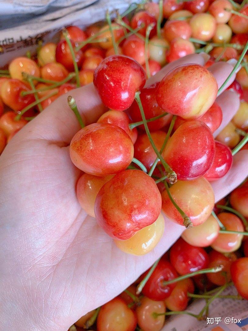 黄水晶樱桃黄蜜樱桃水晶黄蜜樱桃布鲁克斯樱桃