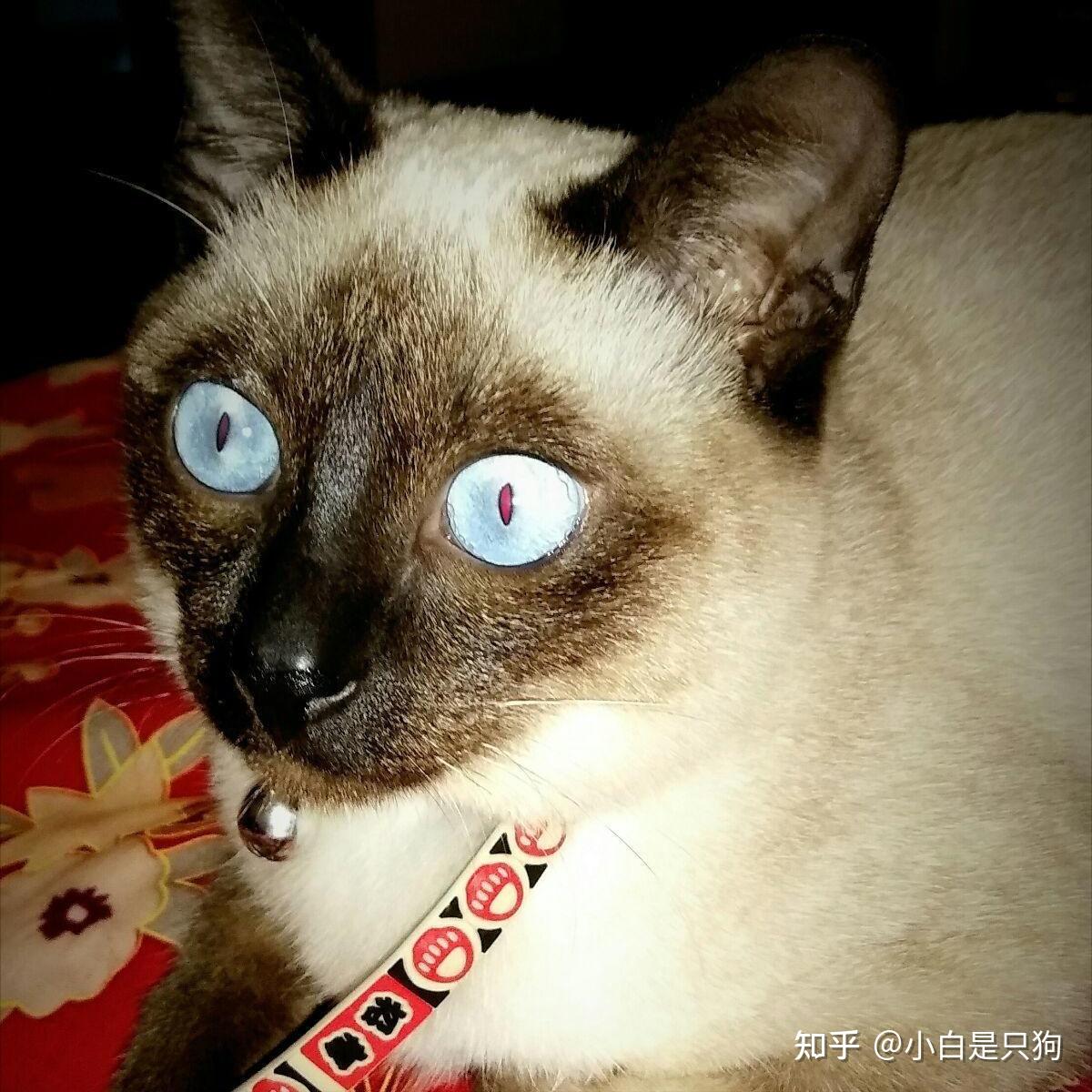 暹罗猫有多热心?猫界老妈子名不虚传!