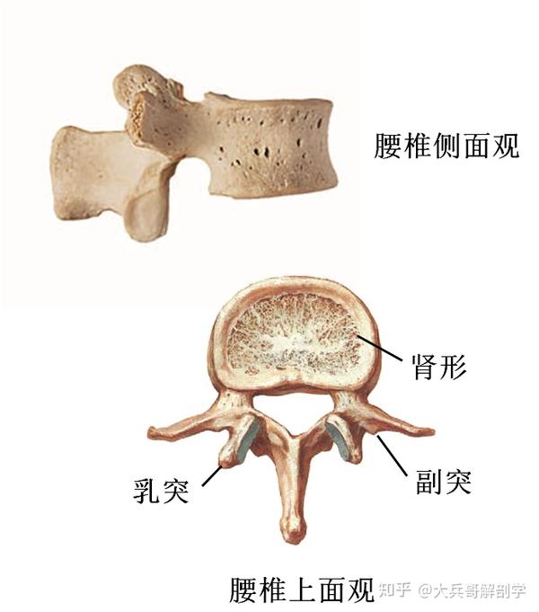 第4课 骨各论 躯干骨包括 Urpimp网