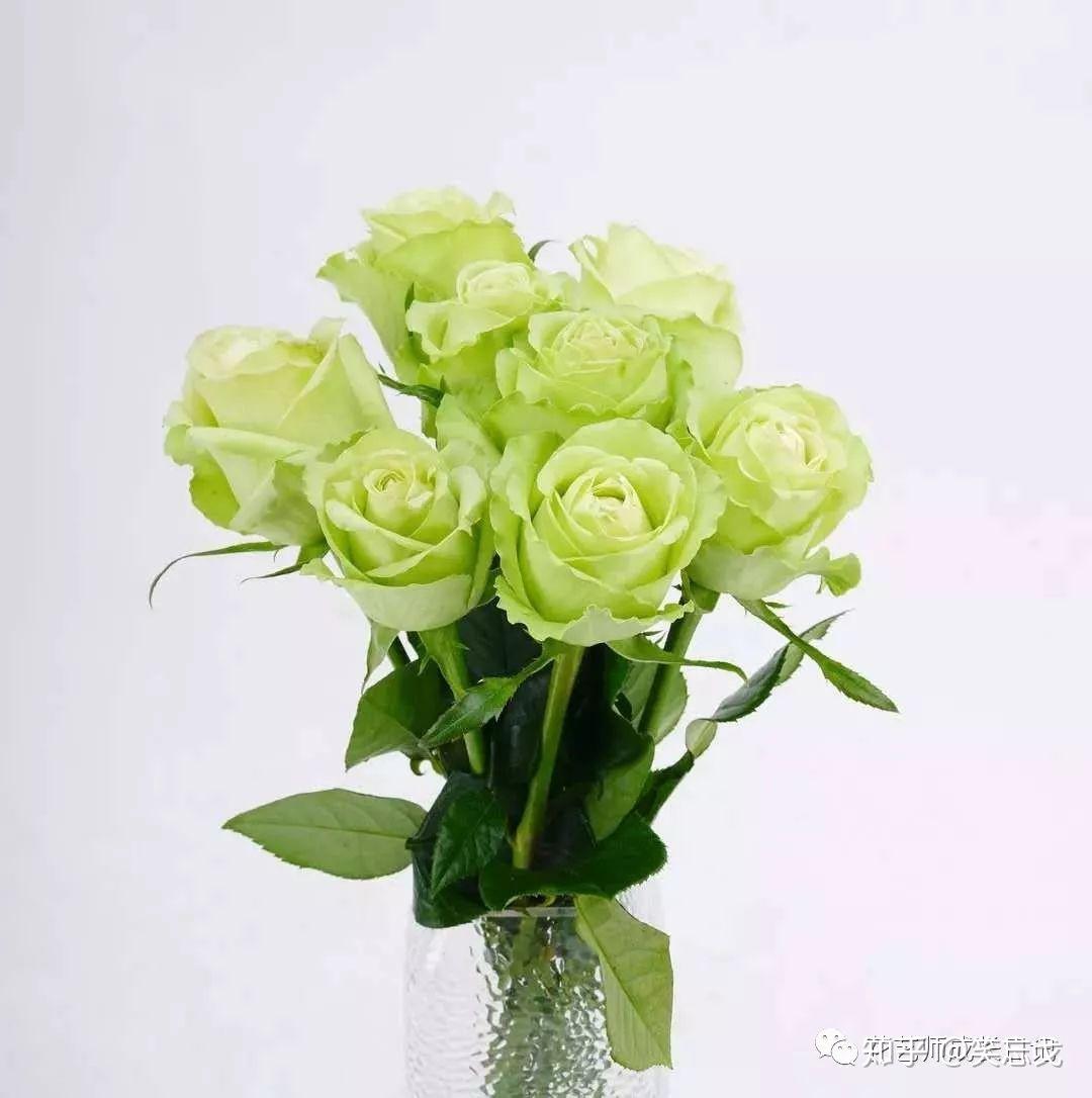 壁纸玫瑰，绿色，花瓣高清：宽屏：高清晰度：全屏