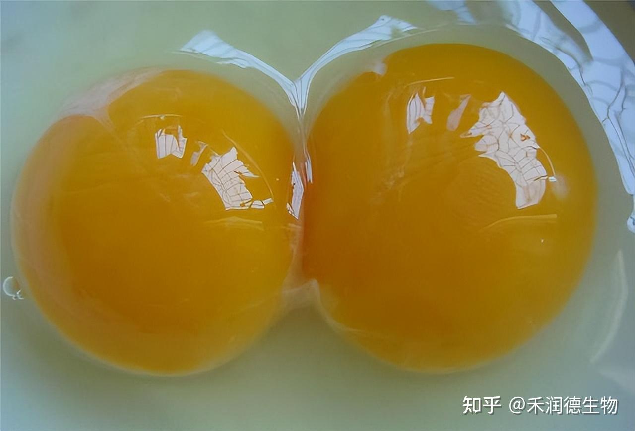 高邮鸭双黄蛋的产蛋机理 - 知乎