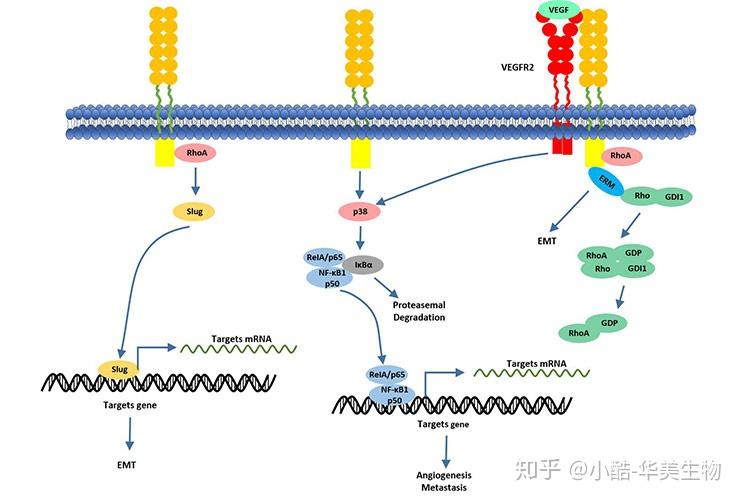 肿瘤标志物CD146 - 知乎