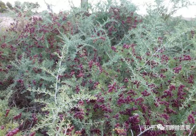 超旱生白刺属植物 - 知乎