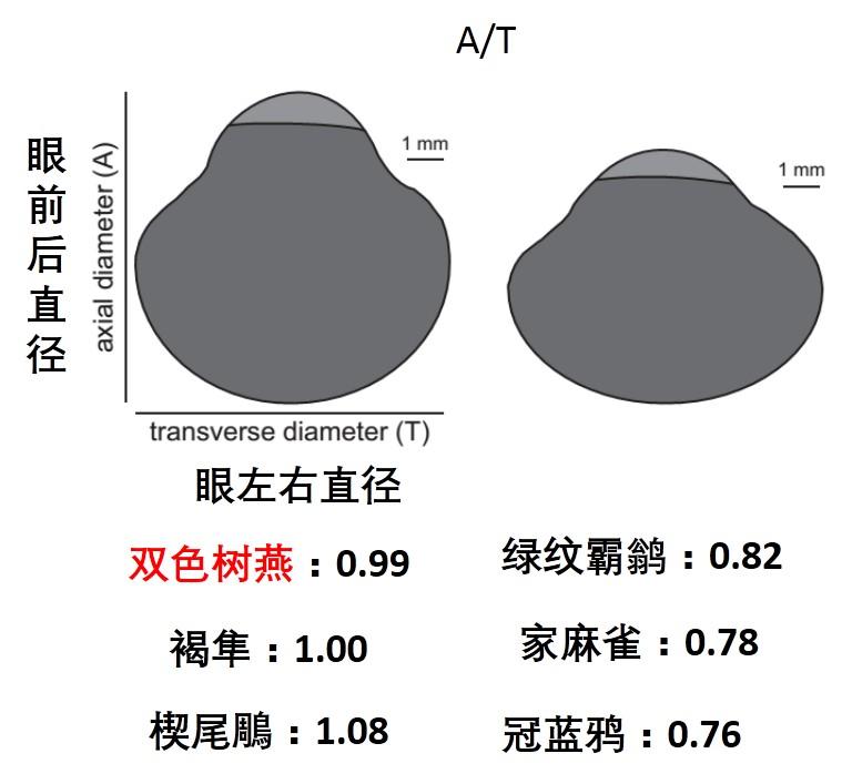 field)通過對比一些鳥的視野範圍,發現雀形目鳥類雙眼視覺重疊區域為